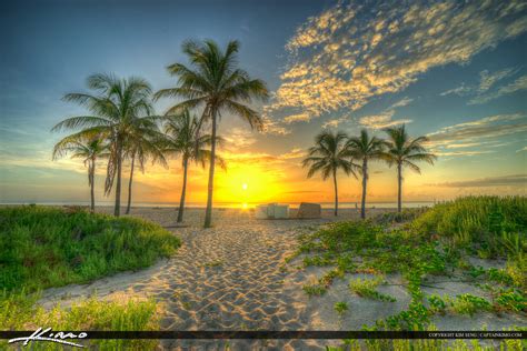 Coconut Trees On Beach Singer Island Florida