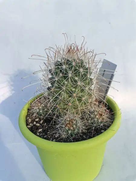 Cochemiea Setispina Siracactus Cactus Vendita Online Italia