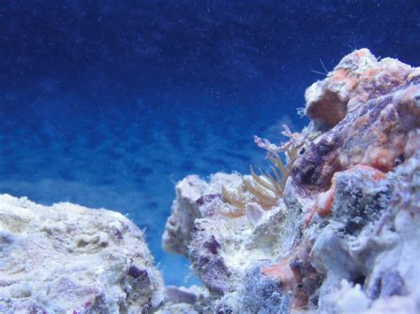 20 Gallon Long Reef Tank (NEW) | Saltwaterfish.com Forums for Fish Lovers!