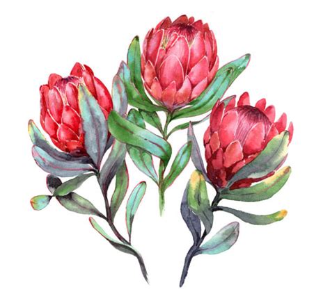 Best Protea Flowers Illustrations Royalty Free Vector Graphics And Clip