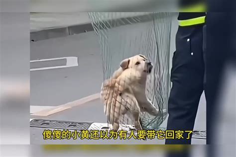 微笑流浪狗小黄：罗威纳犬咬人事件后，因一句我害怕付出生命代价