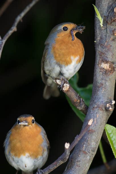 Female Robin Stock Photos Pictures And Royalty Free Images Istock