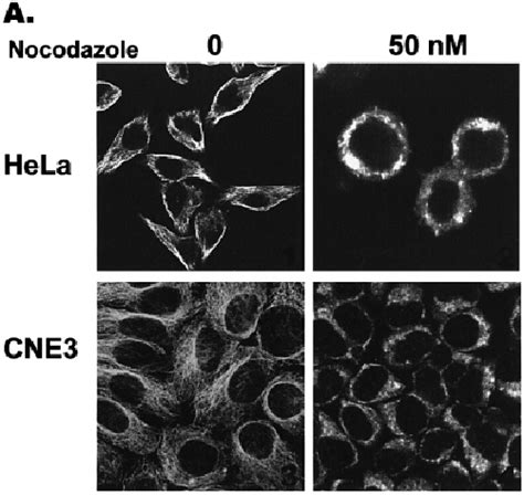 Representative Results Of Fl Uorescence Microscopic And Fl Ow