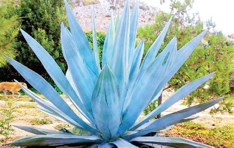 Maguey La Planta Milagrosa Que Destila Salud