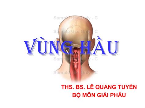 V Ng H U Gi I Ph U Y Khoa Vinh Vmu Gi I Ph U Y Khoa Vinh Vmu Ppt