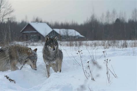 Mutant Chernobyl Wolves Develop Cancer Resistance | Presidential Daily