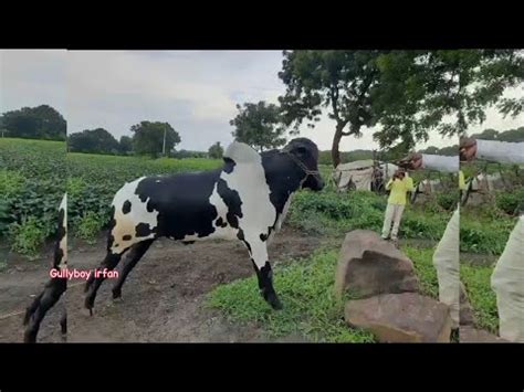 Maharastra Bull Daily Vlog Village Vlogs India Youtube