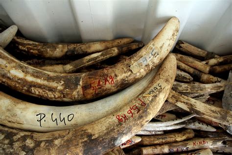 Elephant Poaching Video From WWF Explores Impact Of Ivory Trade | HuffPost