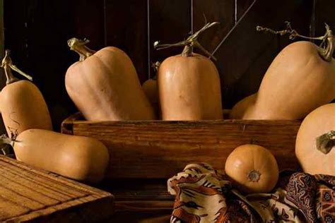 Cómo plantar y cultivar calabaza de butternut Goodgardenthing