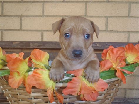 irvine animal care center 7