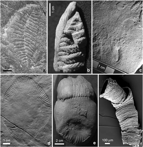 6 Representative Stage III fossils from the late Ediacaran Period ...