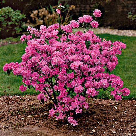 Bluehende Straeucher Fuer Den Garten