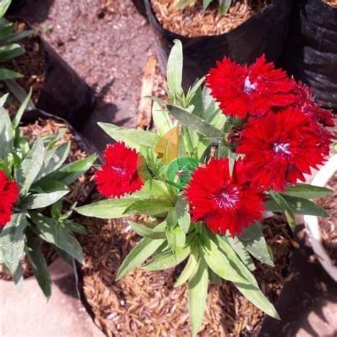 Jual Bibit Bunga Anyelir / Dianthus | Agro Bibit ID