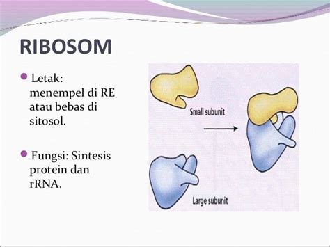 Gambar Ribosom Pada Sel Hewan