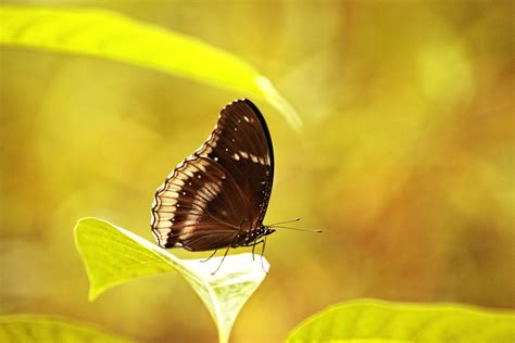 Kostenlose Foto Natur Fl Gel Fotografie Sonnenlicht Blatt Blume