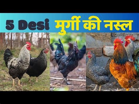 Top Desi Best Desi Chicken Desi Chicken