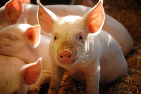 Soybean Meal May Boost Faster Pig Growth In Feed Rations Us Soy