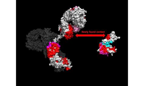 It's Fab! A hidden touch of antibody