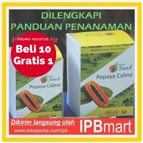 Jual Free Ongkir Isi 150 Biji Inovasi Ipb Benih Pepaya Calina