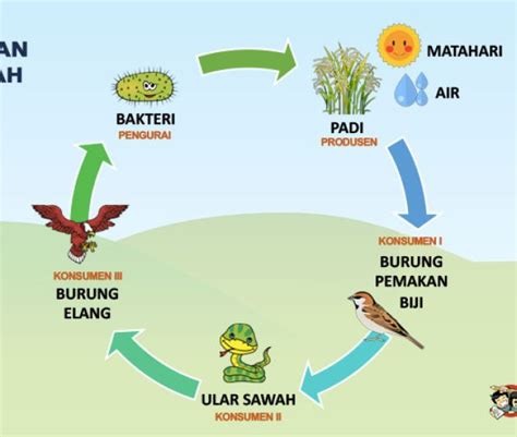 Gambar Tumbuhan Rantai Makanan - Gambar Gambar Tumbuhan