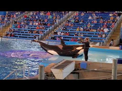 SeaWorld San Antonio Amazing Orca Encounter Show YouTube