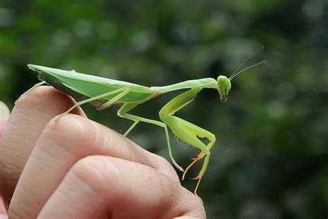 Can Praying Mantis Change Colors Check Out Their Camouflage Abilities