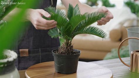 Sago Palm Plant Care And Growing Guide Youtube