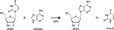 Scheme Of Ndt Conversion Reaction With 2 Fluoro 2 Deoxyuridine 2fdu