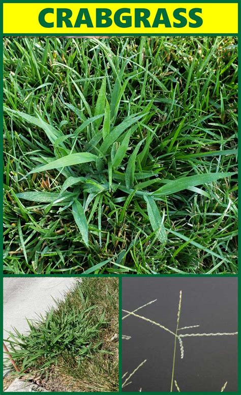 Summer Grassy Weed Identification Grass Pad