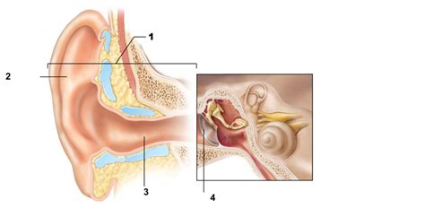 Lesson 2 Outer Middle Ear Diagram Quizlet