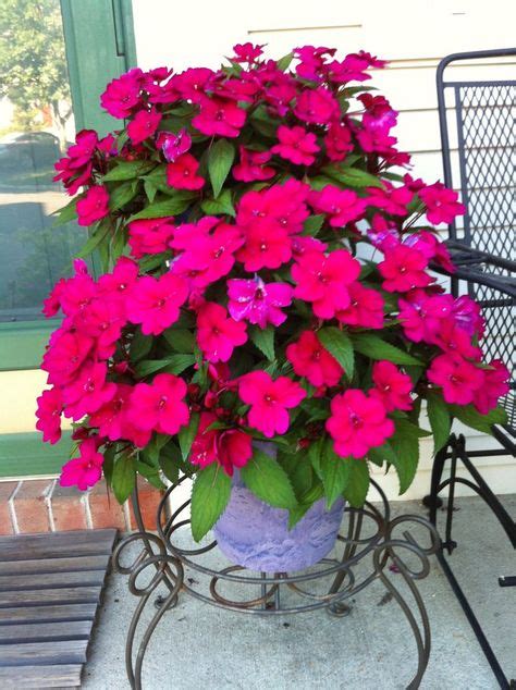 41 Best SunPatiens Colors images | Backdrops, Color, Plants