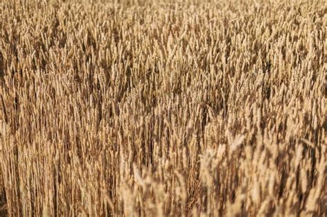Premium Photo Italian Mature Barley Field In Summer