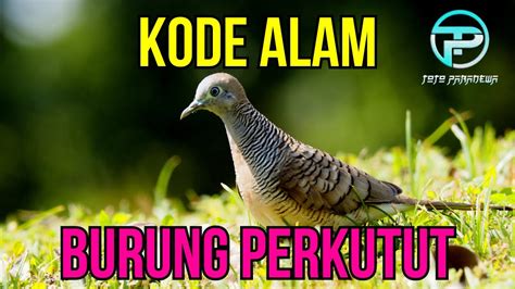 EREK EREK BURUNG PERKUTUT 2D 3D 4D KODE ALAM BURUNG PERKUTUT ARTI