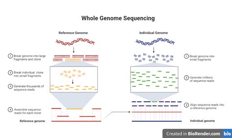 Whole Genome Sequencing WGS Introduction Workflow Pipelines