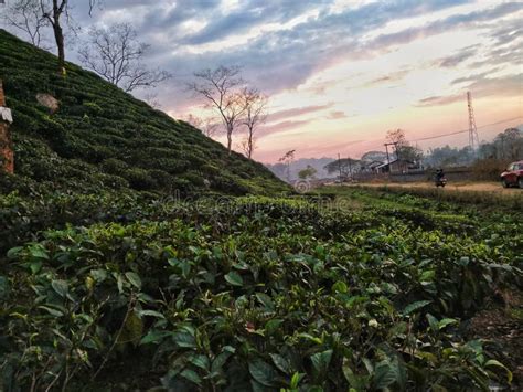 Tea Plantation in Guwahati,Assam, India Stock Photo - Image of india, plantation: 174950316