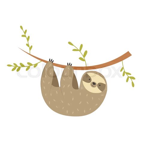 Sloth Hanging On The Tree Vector Stock Vector Colourbox