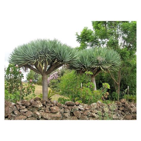 Dragon Blood Tree Seeds to Grow - 6 Seeds - Dracaena Draco Seeds for Planting - Exotic Tree ...