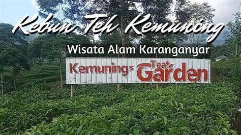 Kebun Teh Kemuning Ngargoyoso Karanganyar Wisata Alam Karanganyar