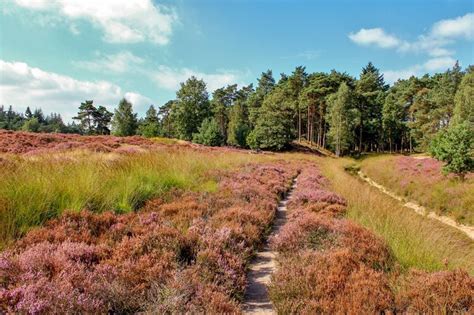 Mooiste Wandelroutes Utrechtse Heuvelrug Topwandelingen