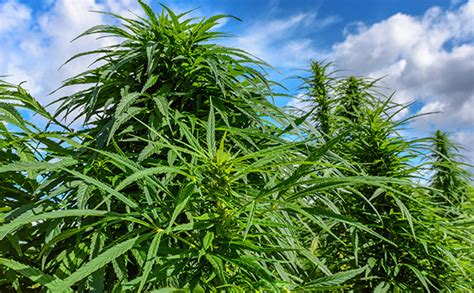 Best Pure Sativa Strains | Find Your 100% Sativa! - Herbies Seeds UK