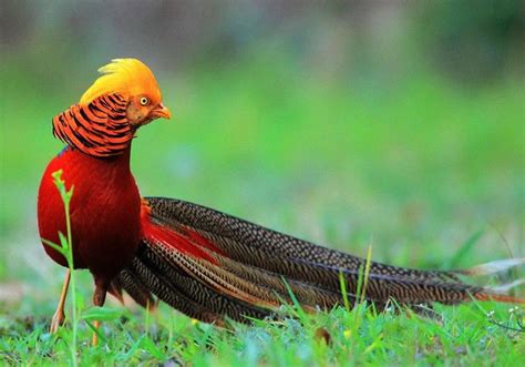 10 Jenis Burung Tercantik Di Dunia Райские птицы Птицы