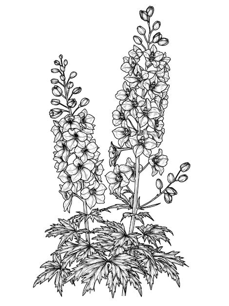 Premium Vector Illustration Of Delphinium Flower In Engraving Style