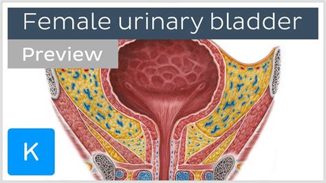 Female Bladder Control Muscles Diagram