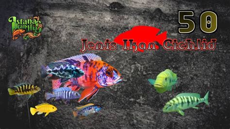 Jenis Cichlid Istana Ikan Madura Mengenal Ikan Hias Air Tawar