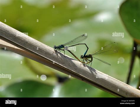 Dragon Flies Mating Hi Res Stock Photography And Images Alamy