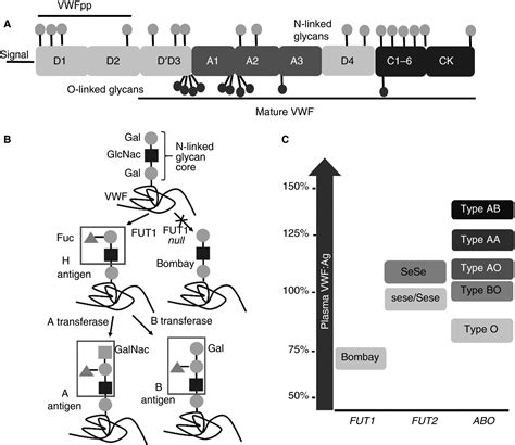 Genetic Regulation Of Plasma Von Willebrand Factor Levels In Health And