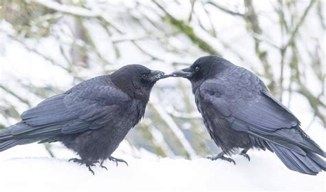 Crows Are Smart In Life And Love The Journal Of The San Juan Islands