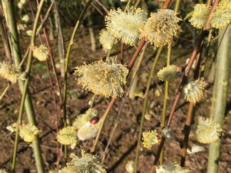 Salix Caprea Pendula Merryhatton Garden Centre