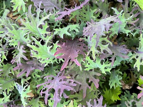 Kale Collection | Seeds – Murray Seed Co