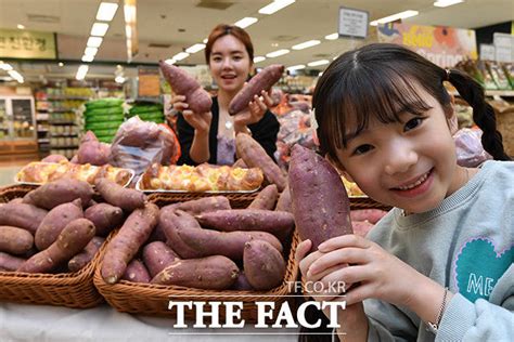 Tf사진관 맛 좋은 못난이 왕고구마 담아가세요~ 포토 기사 더팩트